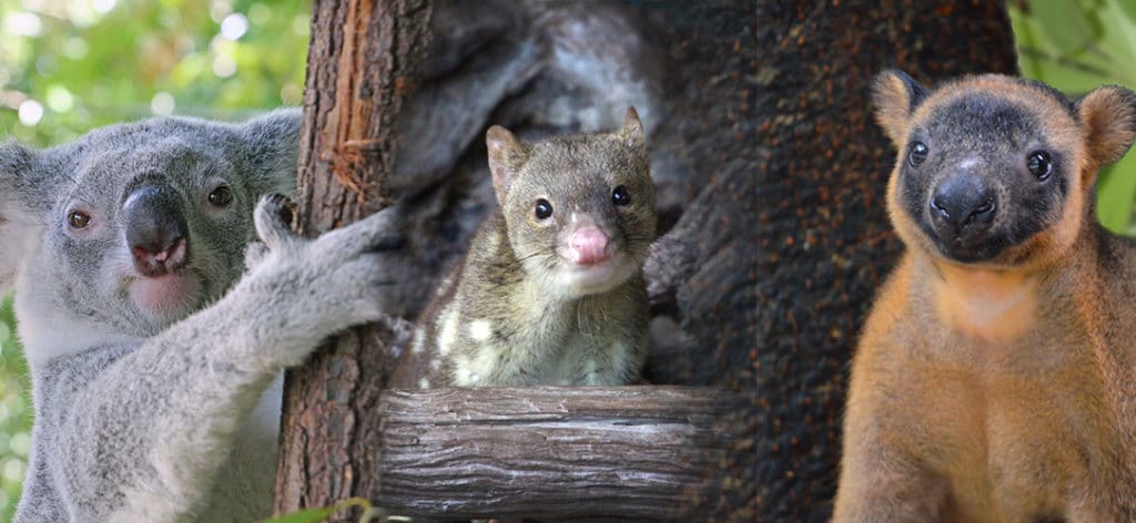 Adopt An Animal Wildlife Habitat