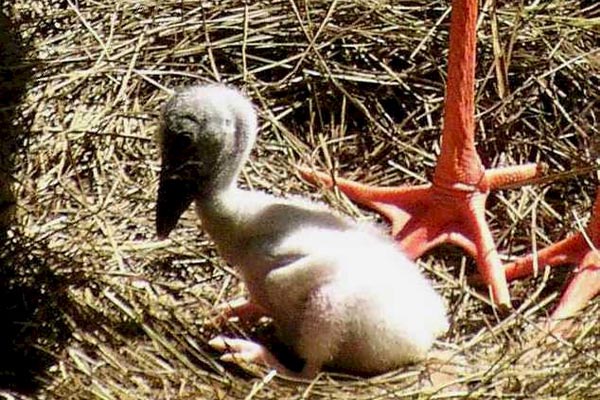 A baby stork in the nest at Wildlife Habitat Port Douglas