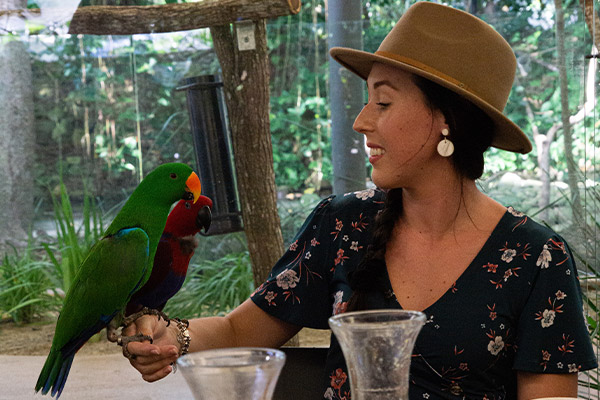 A female guest holding two Electus parrots in front of a koala enclosure during the Breakfast with the Birds experience at Wildlife Habitat Port Douglas
