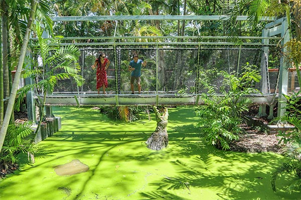 A couple standing on the Predator Plank while a large crocodile jumps out of the water