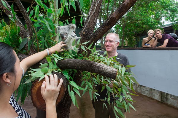 Two guests on a private tour inside a koala enclosure on a Private Tour at Wildlife Habitat