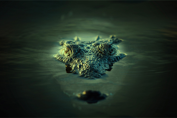 An image of a crocodile on the surface of the water