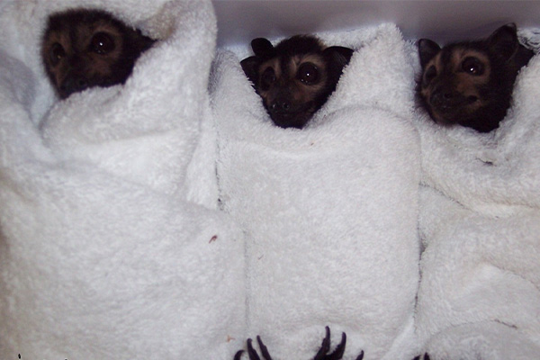 Three bats being cared for at the Tropical Rehabilition Centre at Wildlife Habitat Port Douglas