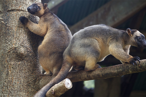 Two Lumholtz Tre Kangaroos sitting back-to-back on a tree at Wildlife Habitat Port Douglas