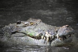 A close up of a crocodile's head emerging from the water at Wildlife Habitat Port Douglas.