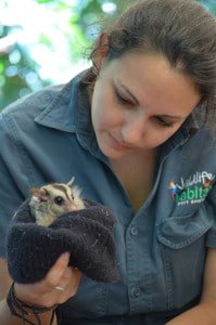 Mahogany Glider an important species contribution to World Wildlife Day