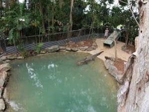 Crocodile released into water