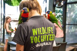 Become a wildlife volunteer
