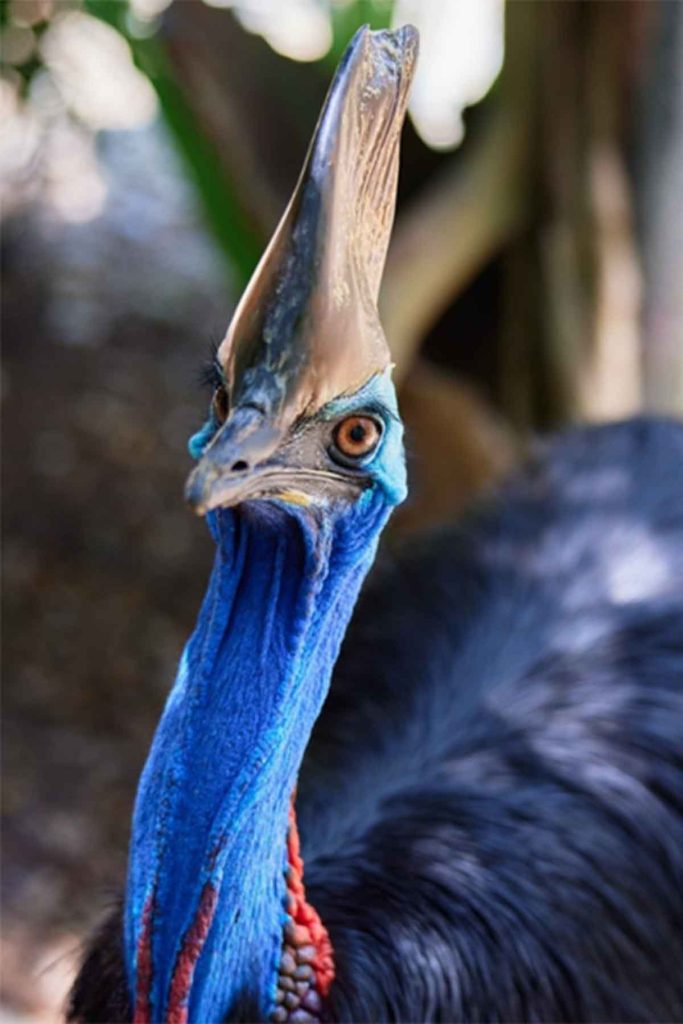 Cass the cassowary