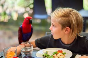 Breakfast With The Birds