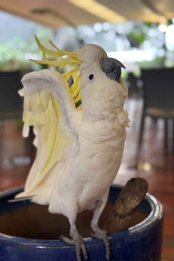 Jojo the Cockatoo