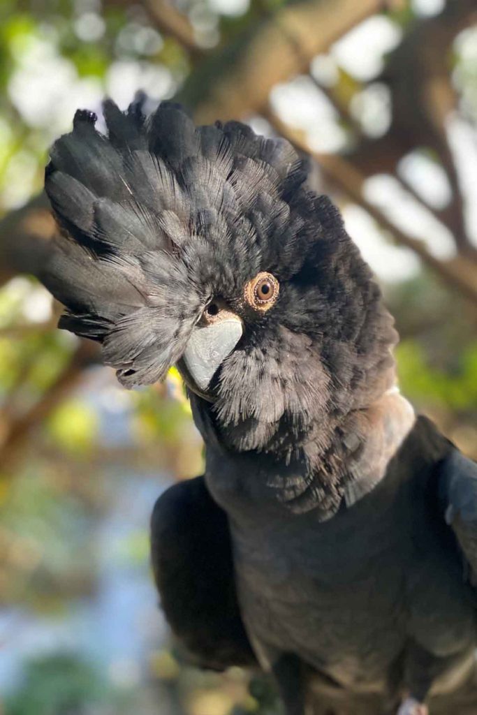 Max the black cockatoo