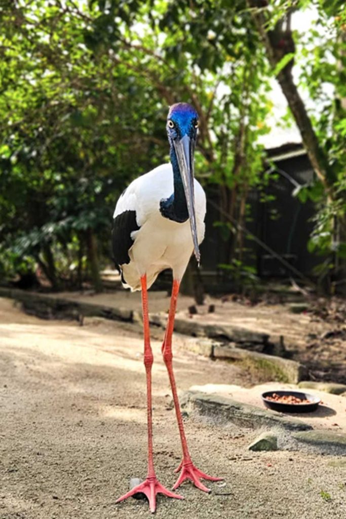 Jabbie the black necked stork