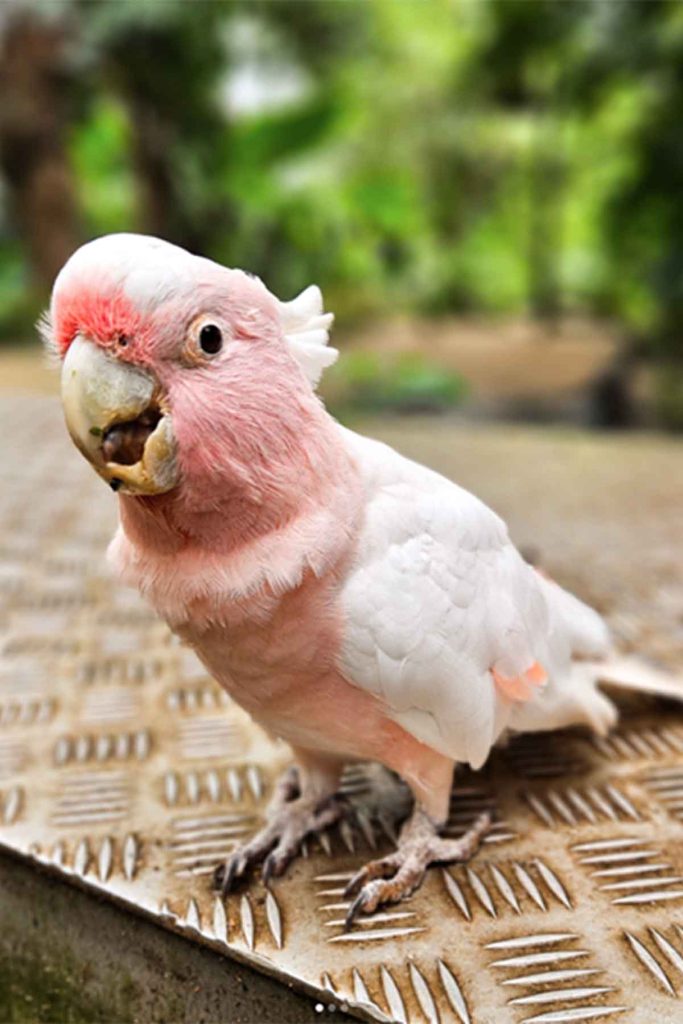 Cracker the pink cockatoo