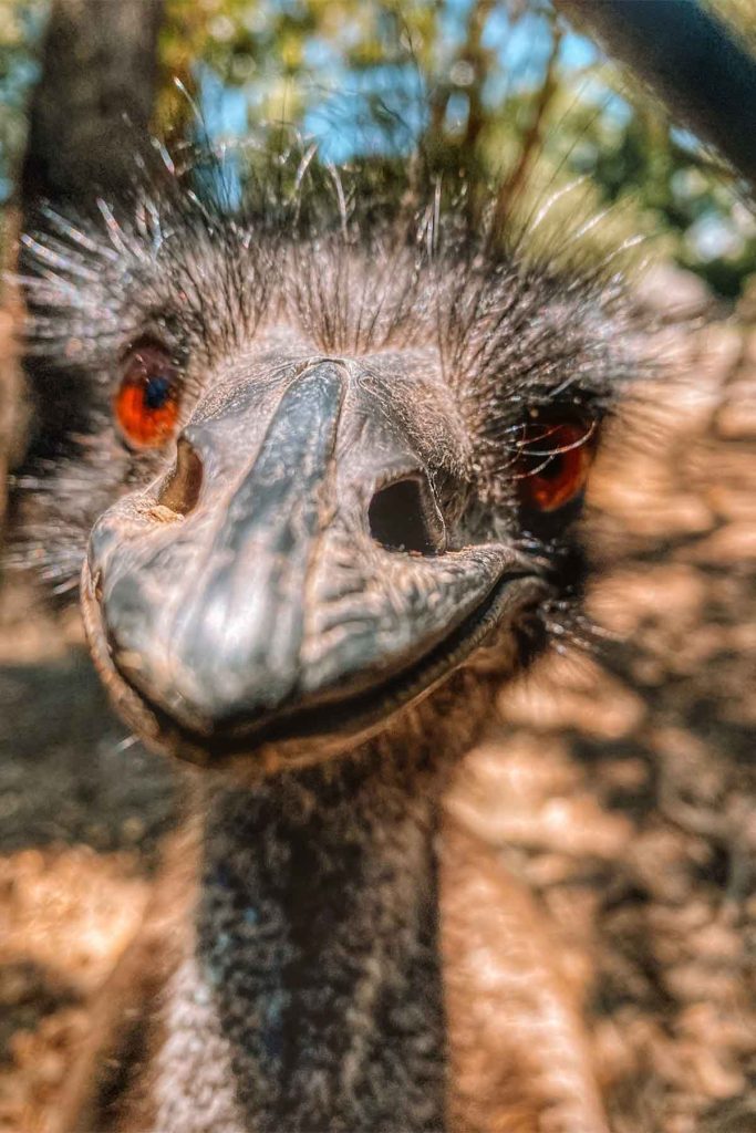 Kevin the emu