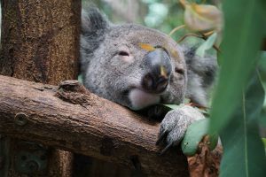 A sleepy koala relaxing over a branch.