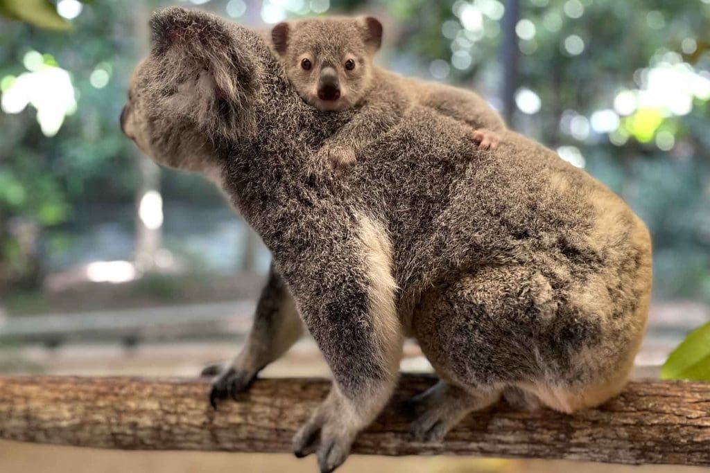 The Journey of a Koala: From Tiny Joey to Aussie Icon - Wildlife Habitat
