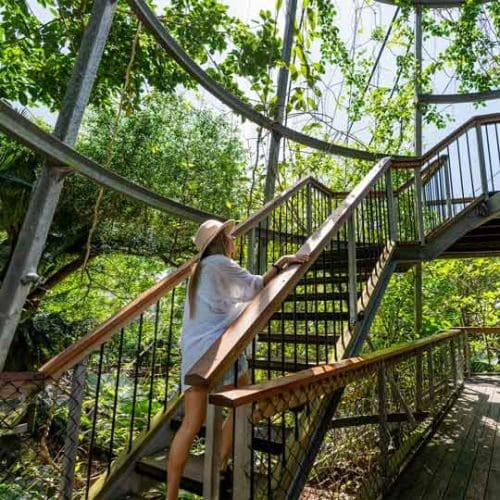Customer explores the Rainforest Habitat at Wildlife Habitat Port Douglas, surrounded by vibrant foliage and natural light