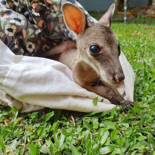 Wildlife-Habitat-Our-Animals