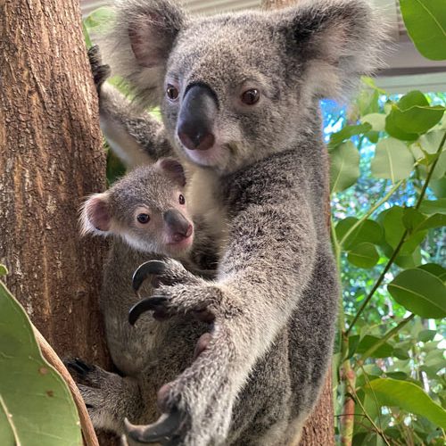 Wildlife-Habitat-Resources